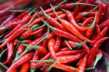 A vivid pile of fresh red chili peppers, illustrating the capsaicin-packed ingredients behind the science of spicy food