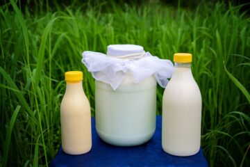 Fermented dairy kefir jars and milk bottles outdoors, illustrating the kefir vs yogurt comparison