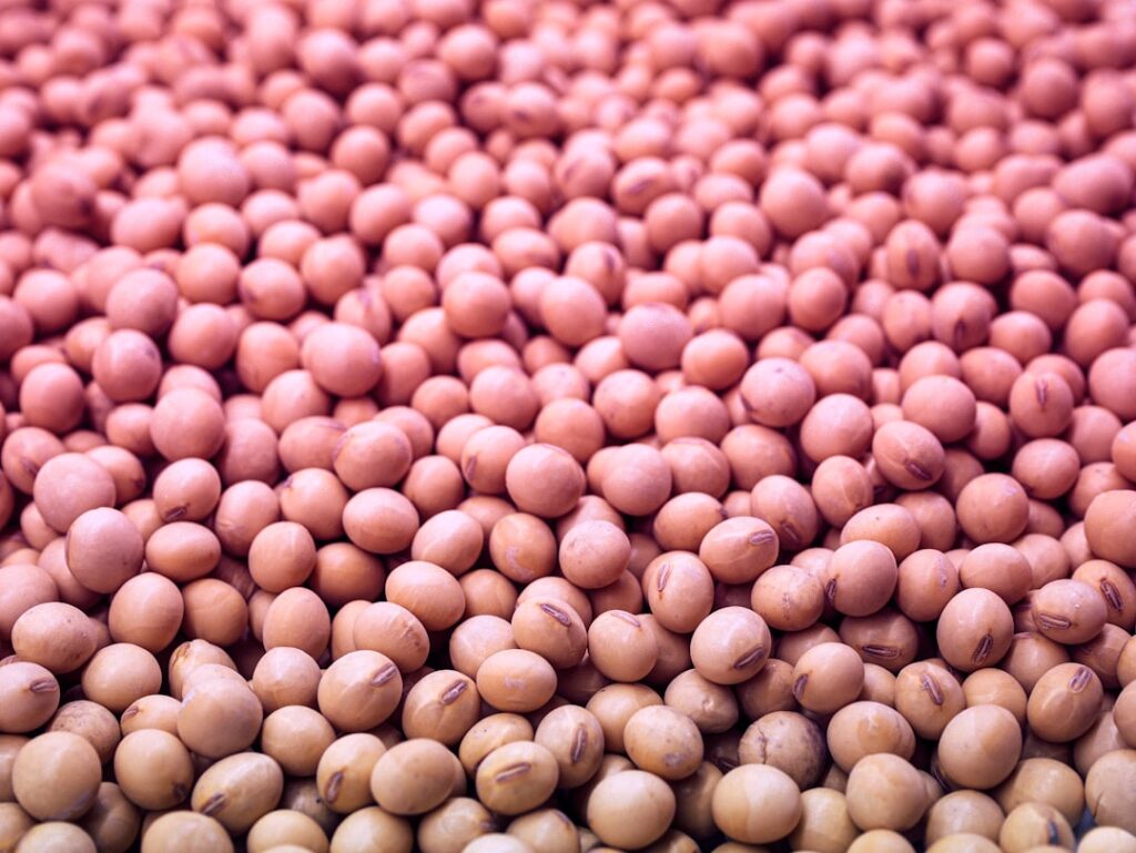 Close-up of raw soybeans, the whole-bean ingredient at the heart of natto fermentation