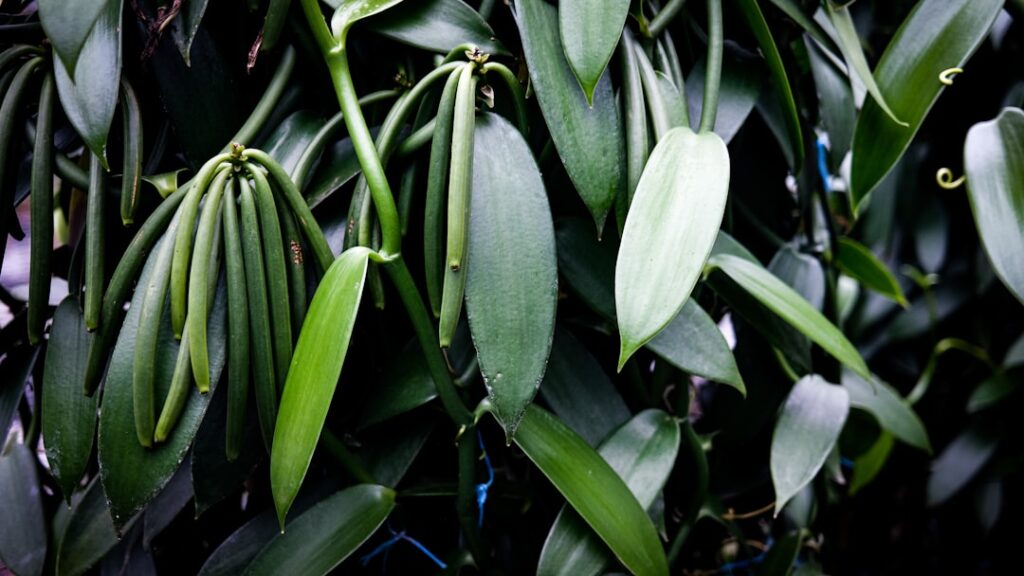 Green vanilla pods hanging on the vine before harvest, showing the unripe stage before the months-long curing process begins