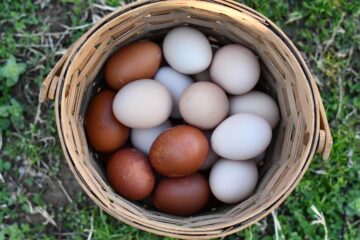 A wicker basket filled with brown and white eggs side by side, photographed from above on grass