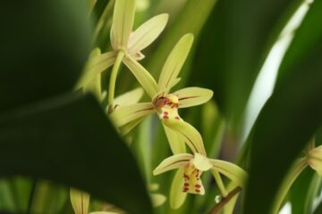 Close-up of a vanilla orchid flower showing the delicate yellow-green petals and reproductive structures that must be hand-pollinated within a single day
