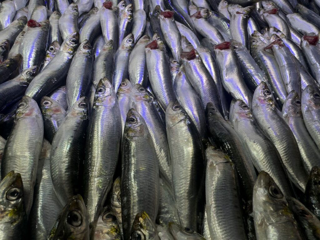 Fresh small herring-style fish packed tightly at a market, similar to Baltic herring used in surströmming