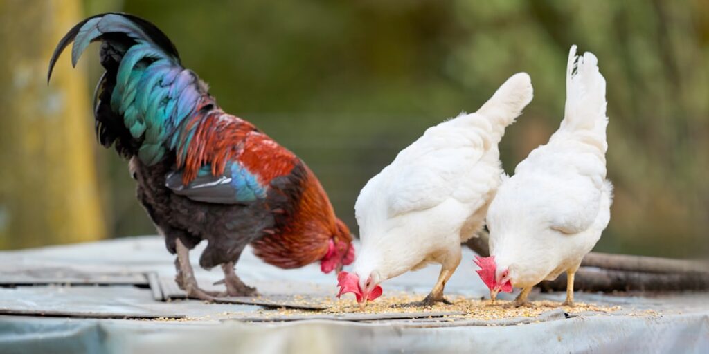 A colorful rooster and two white hens eating grain together on a farm, illustrating how different breeds eat different amounts of feed