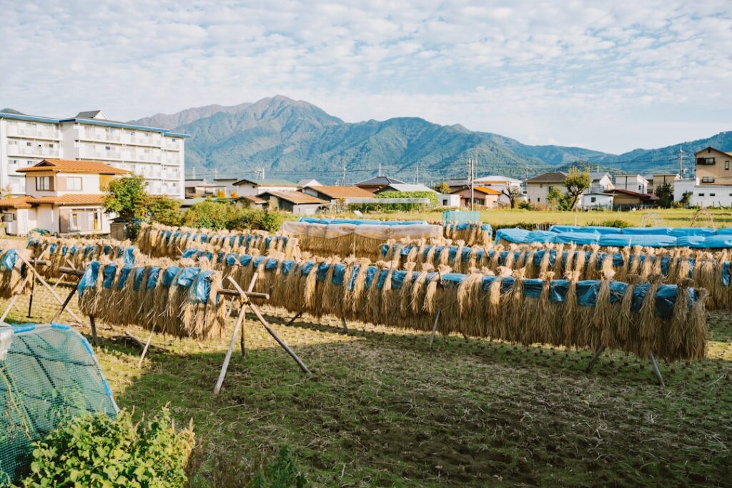 Rows of drying crops hanging on frames in a rural Japanese village — rice straw like this naturally harbours Bacillus subtilis, the microbe behind natto