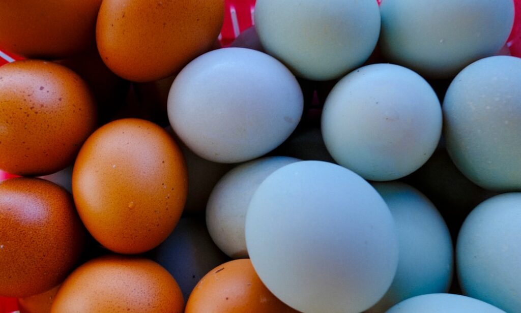 Fresh brown and blue eggs piled together, showing the natural color variety that different hen breeds produce
